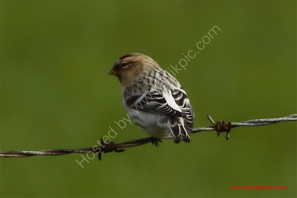 Hornemann's (Arctic) Redpoll